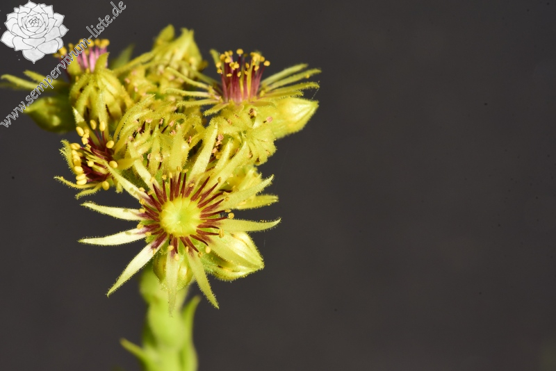 wulfenii from Cian de Stanzón