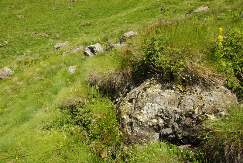 wulfenii from Cian de Stanzón