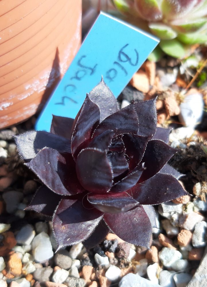 Black Jack (NNG)