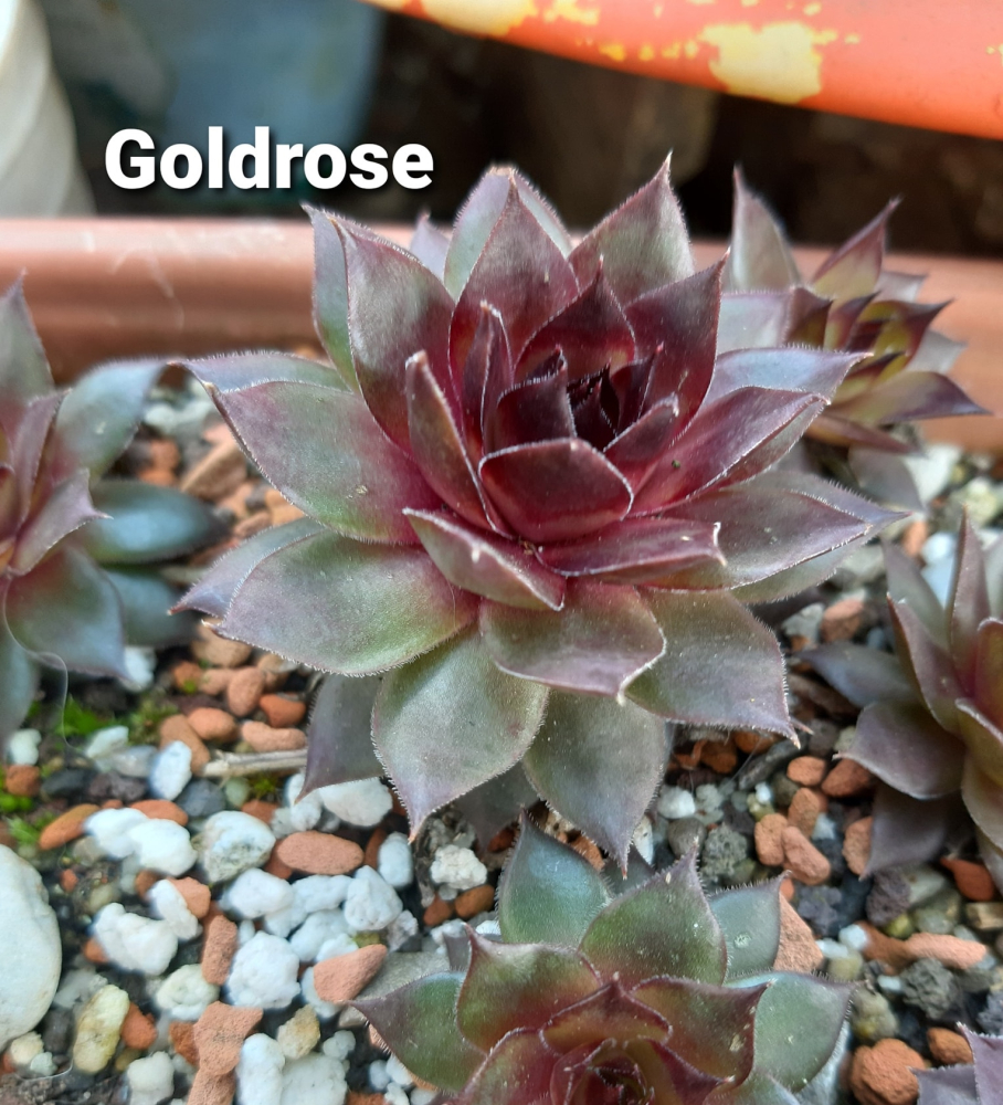 Goldrose (NNG)