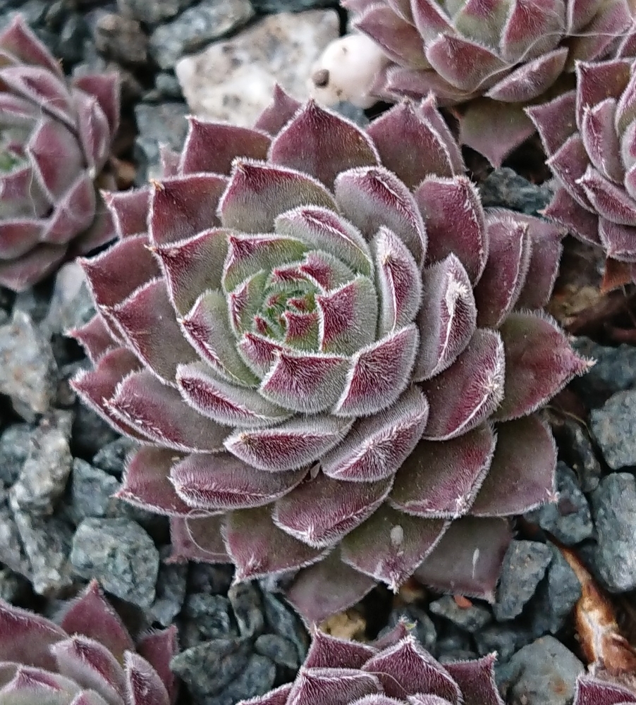 Korspelse Gallezou