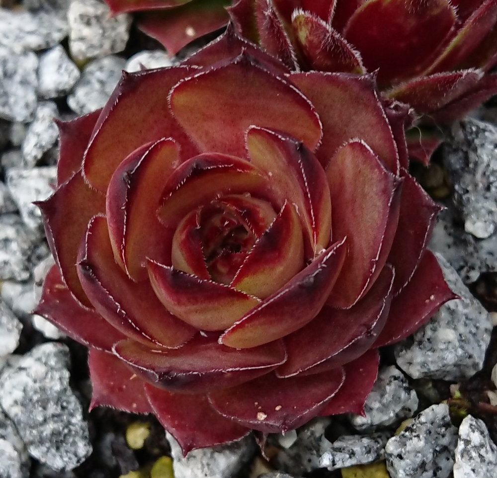 Lynn's Rose Gold