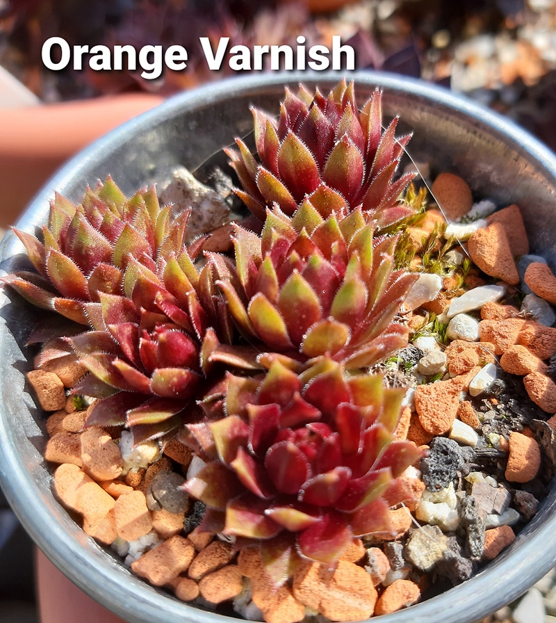 Orange Varnish