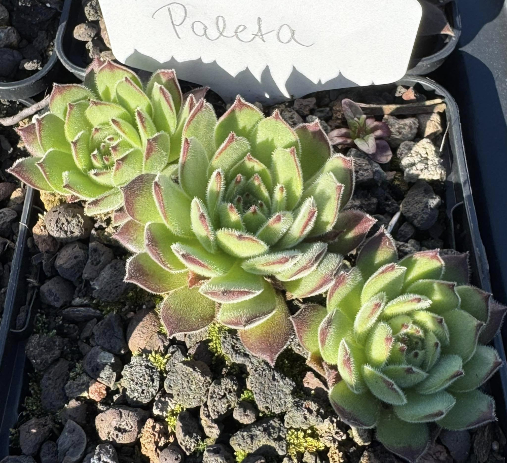 Paleta