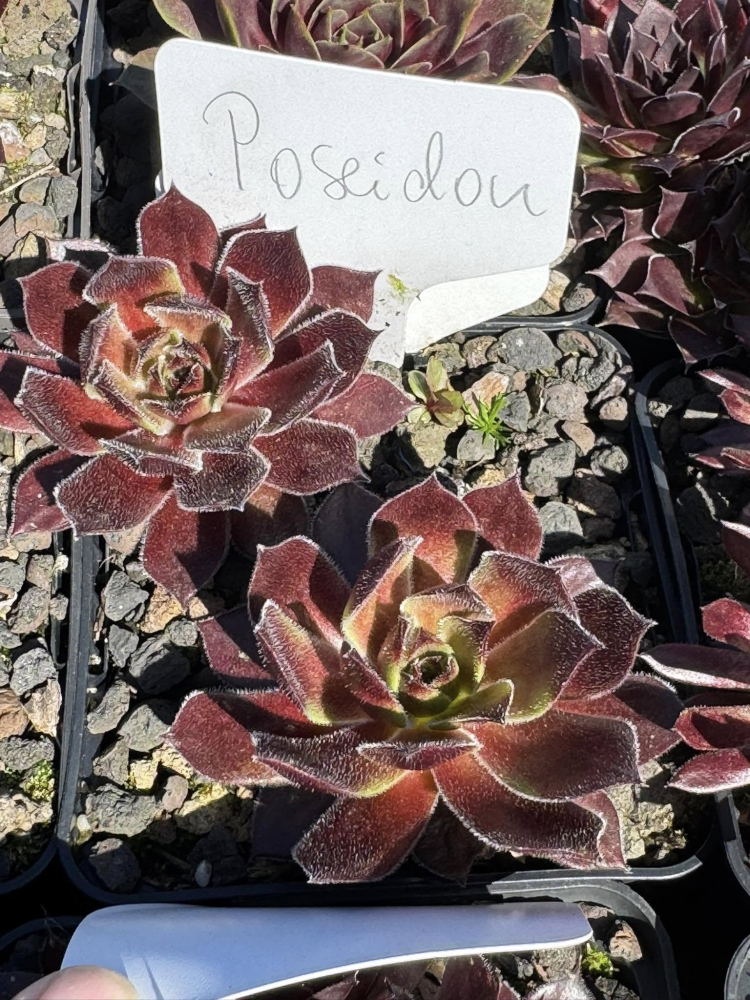 Poseidon (NNG)