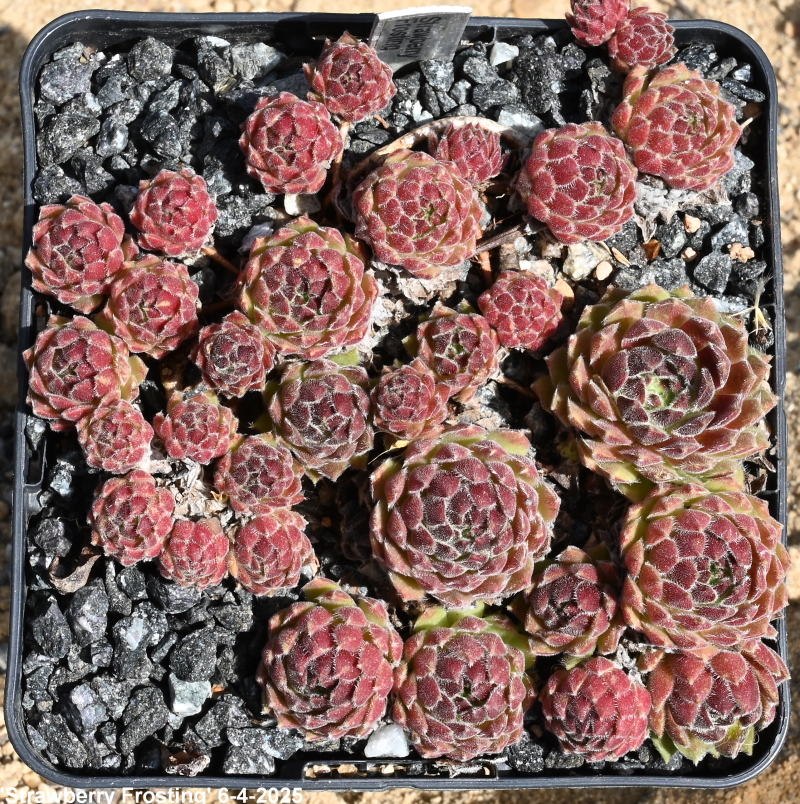 Strawberry Frosting