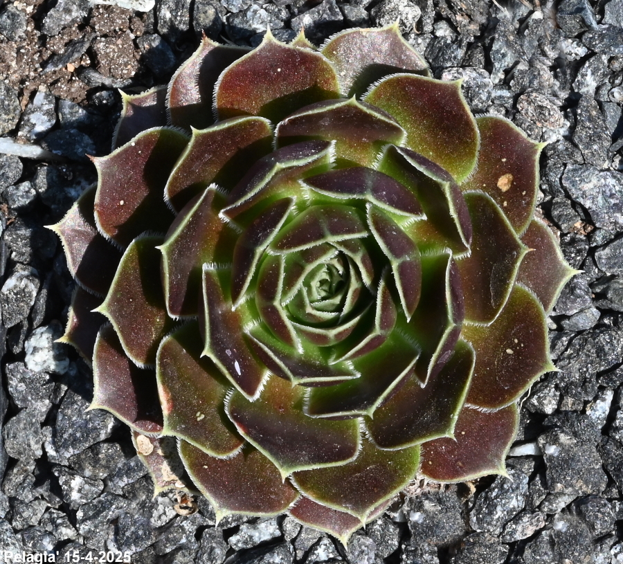 Pelagia / Jovi