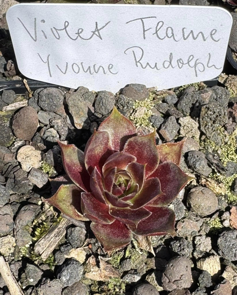 Violet Flame (NNG)