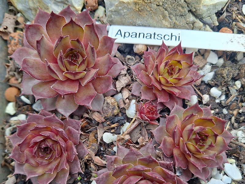 Apanatschi