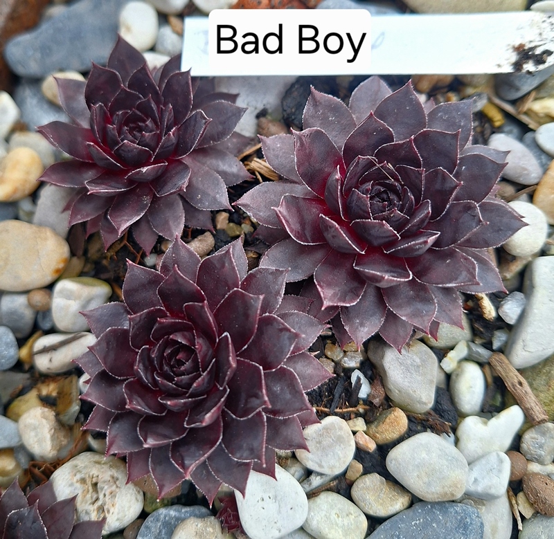 Bad Boy