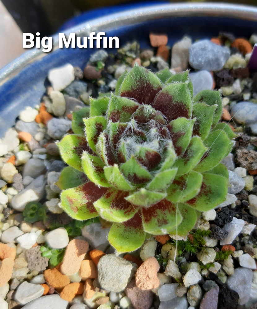 Big Muffin (NNG)