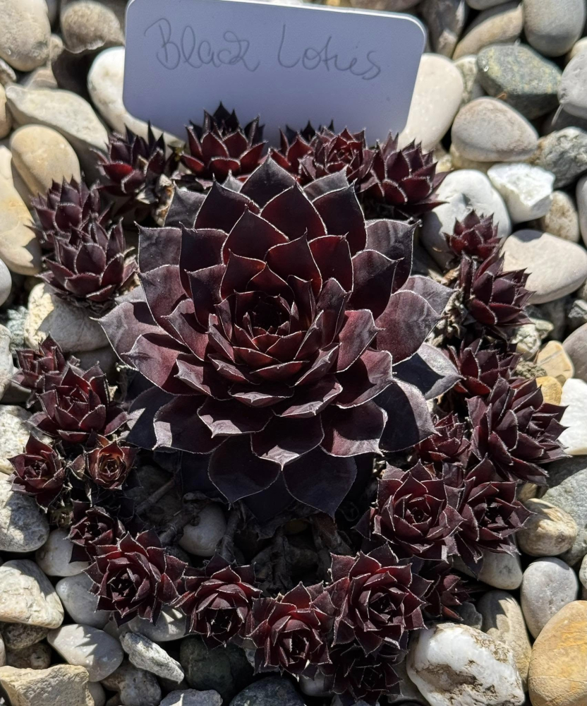 Black Lotus (NNG)