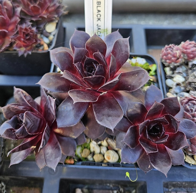 Black Jack (NNG)