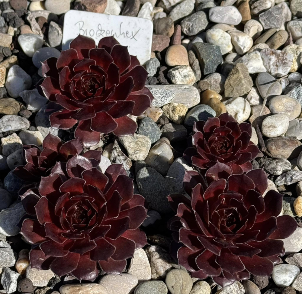 Brockenhex (NNG)