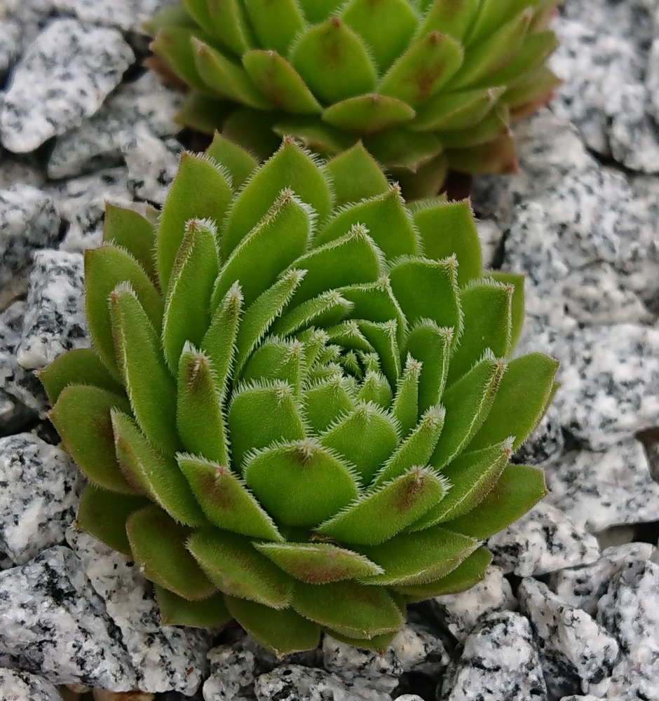 Crebben