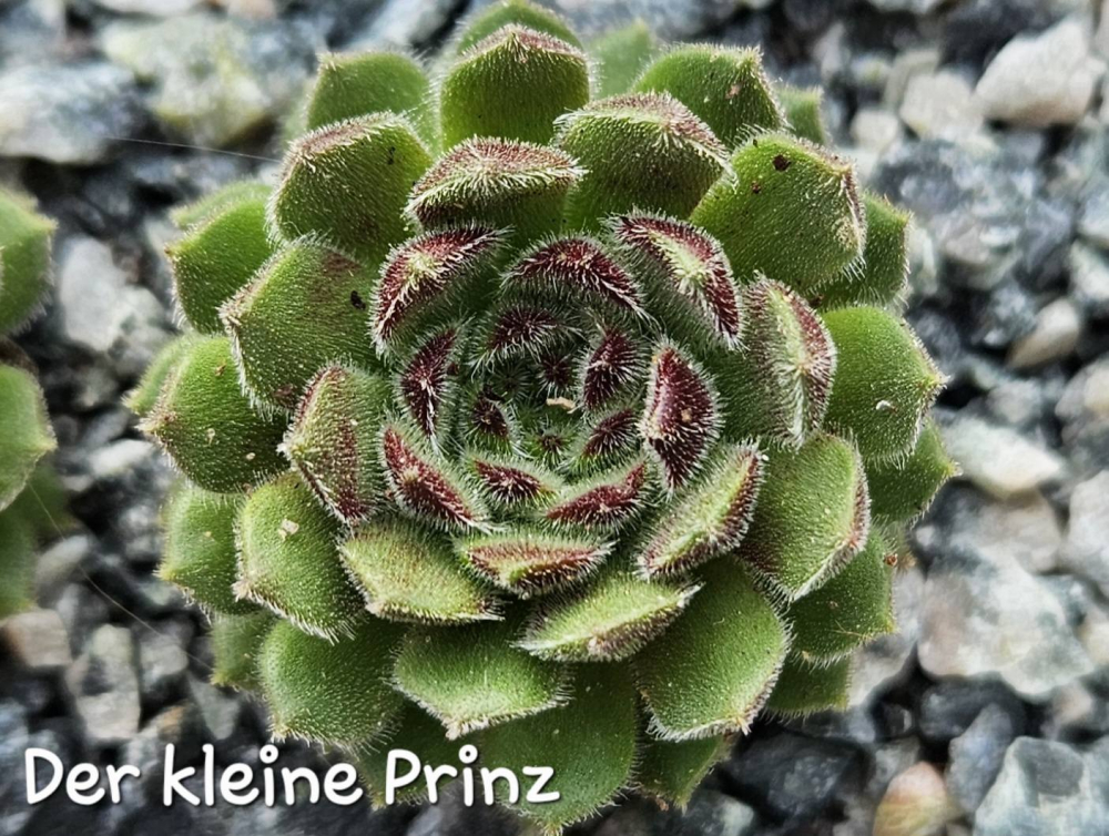 Der Kleine Prinz (NNG)