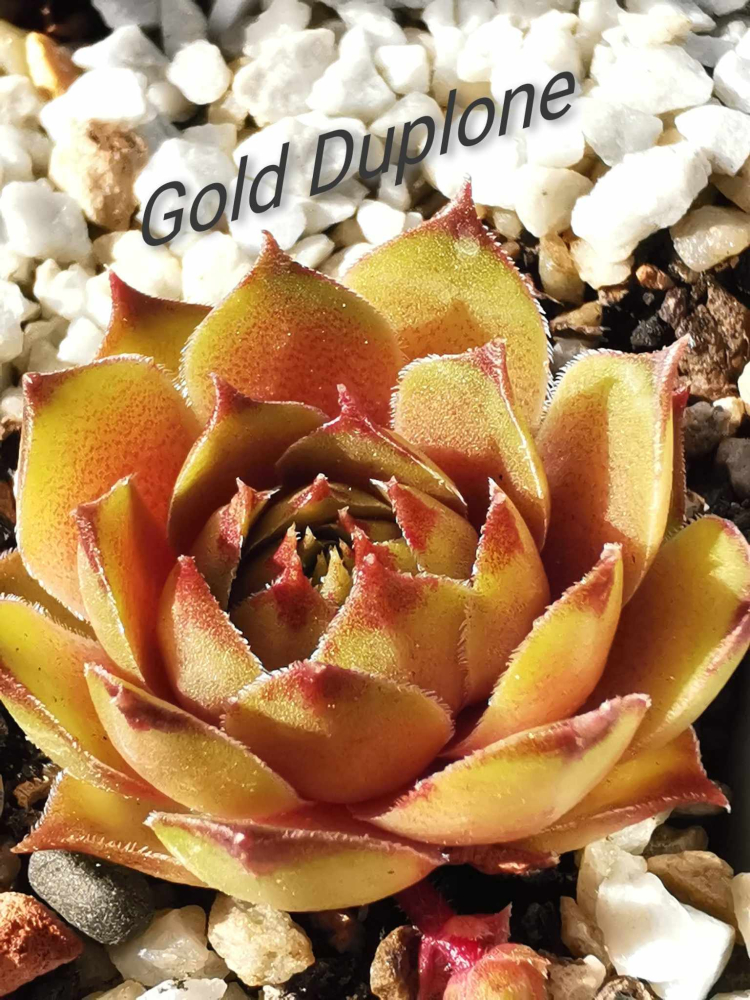 Gold Duplone (NG)