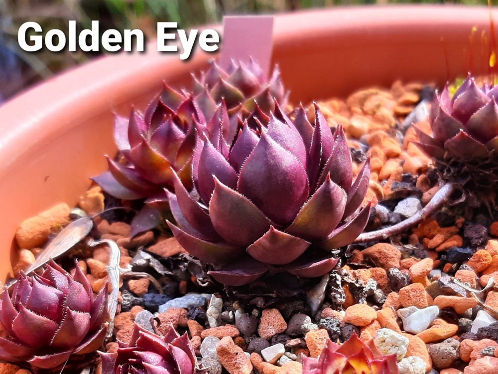 Golden Eye (NNG)