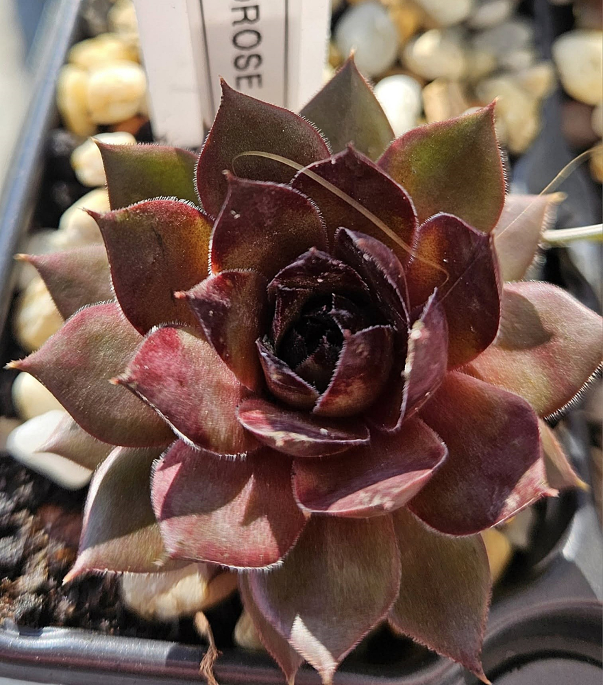 Goldrose (NNG)