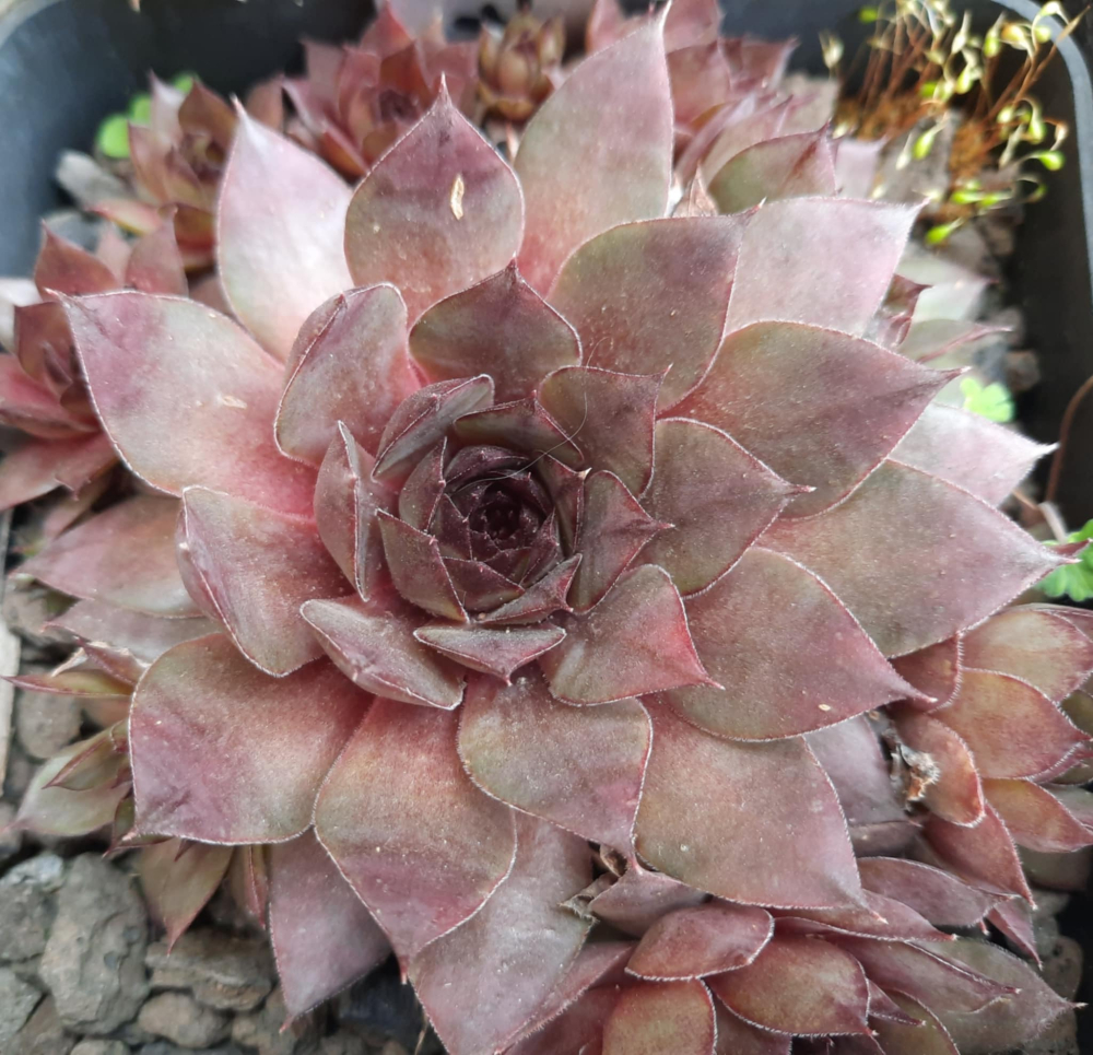 Goliath