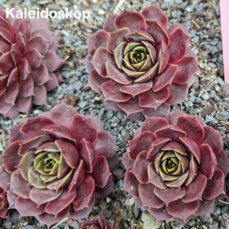 Kaleidoskop