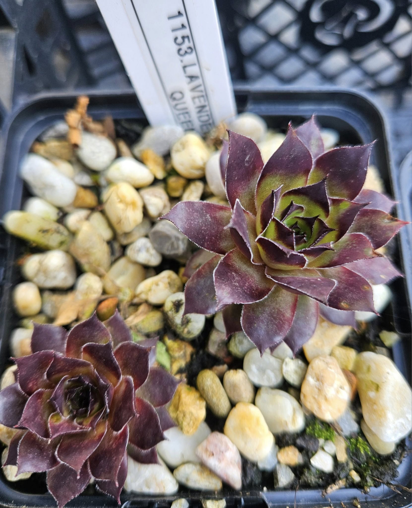 Lavender Queen