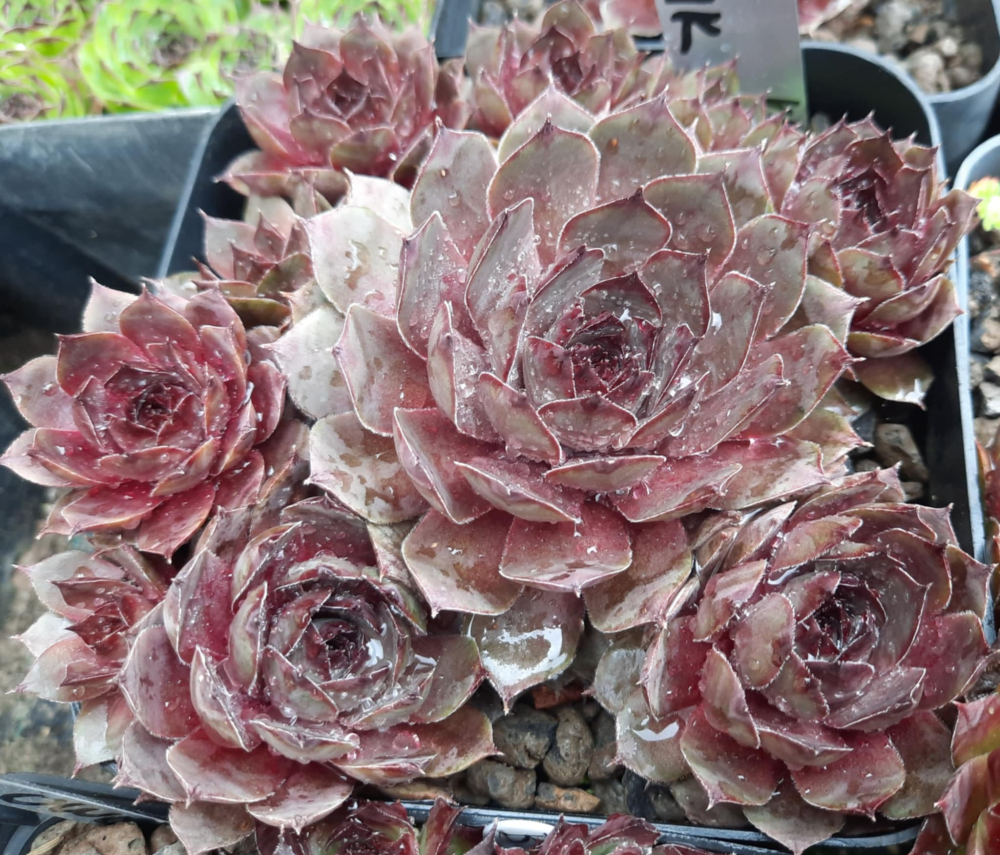 Lednice Pink (NG)