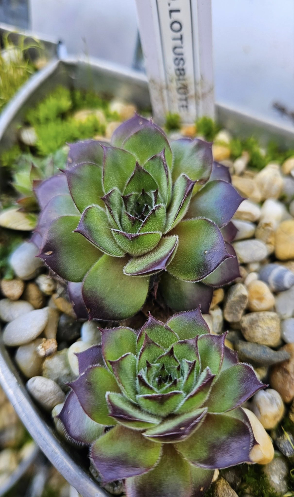 Lotusblüte