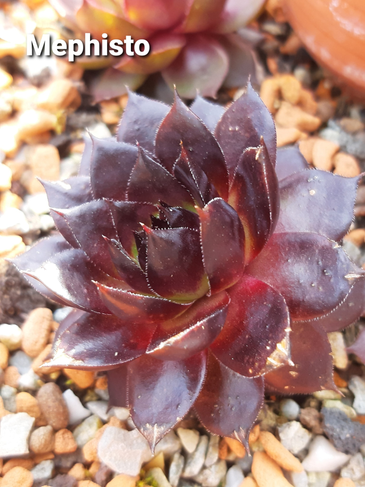 Mephisto