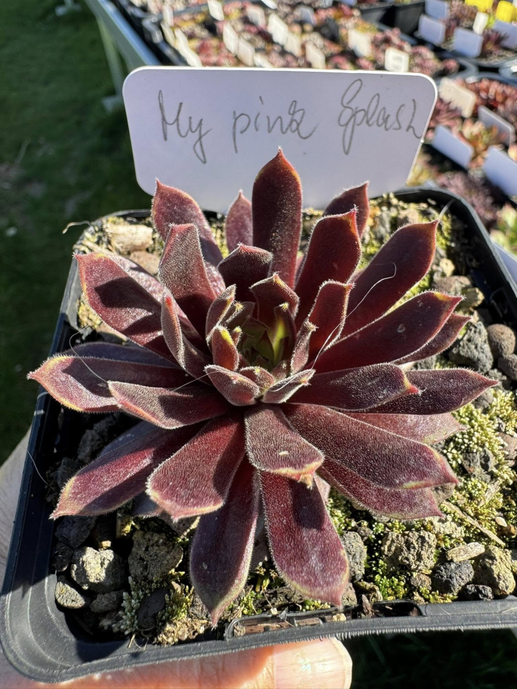 My pink Splash (NNG)