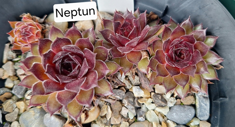 Neptune