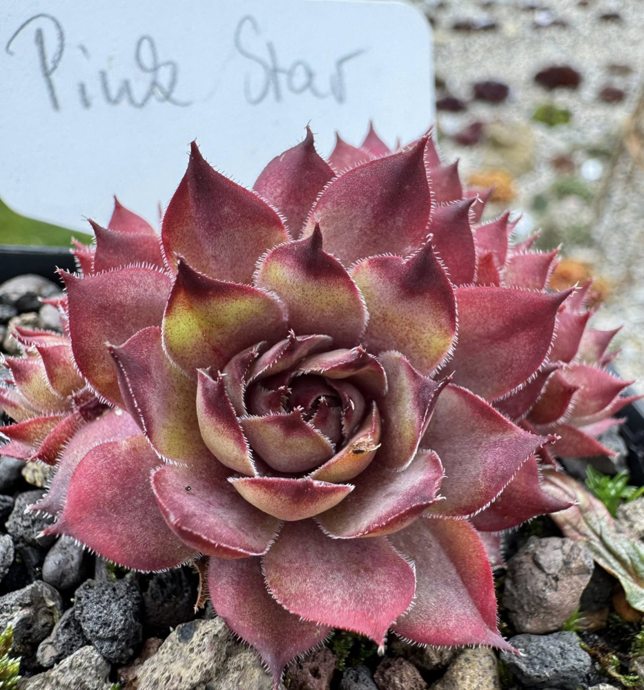 Pink Star