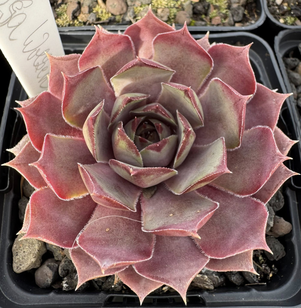 Rosa Wolken