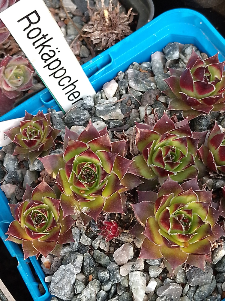 Rotkäppchen