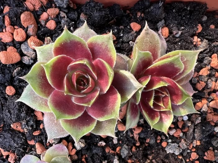 Ruby Lime©