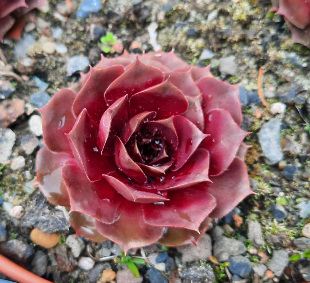 Scarlette Variety