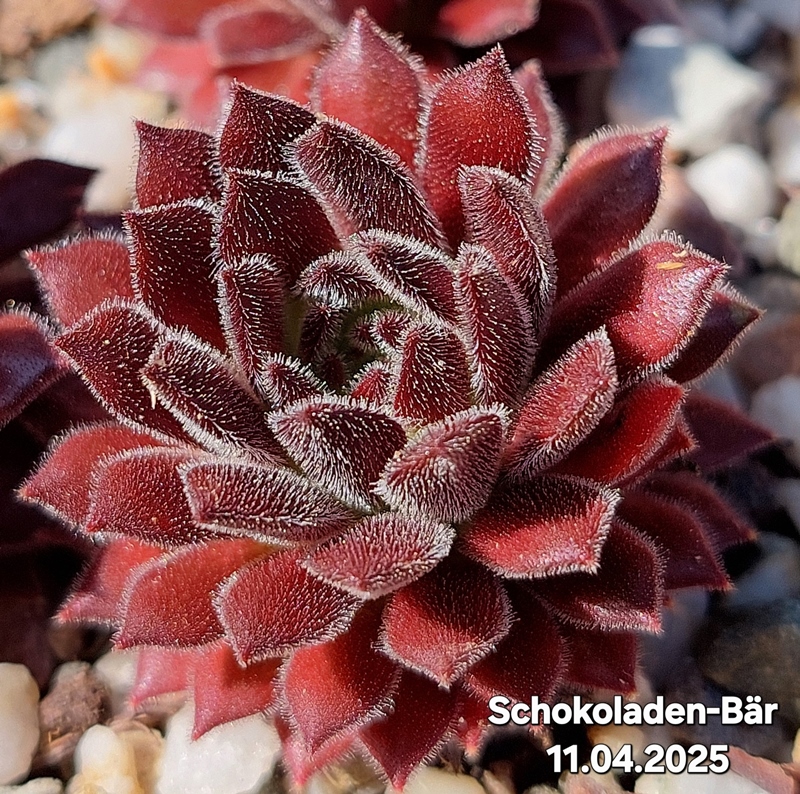Schokoladen-Bär (NNG)