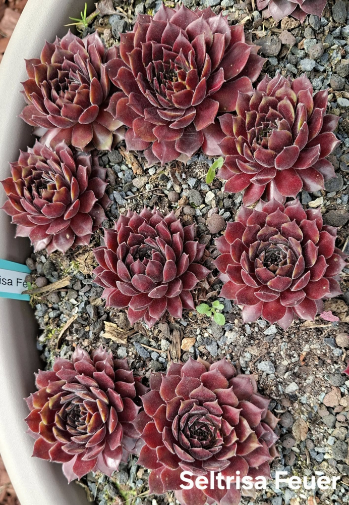 Seltrisa Feuer