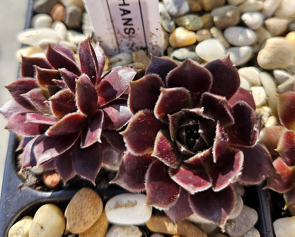 Semperhans