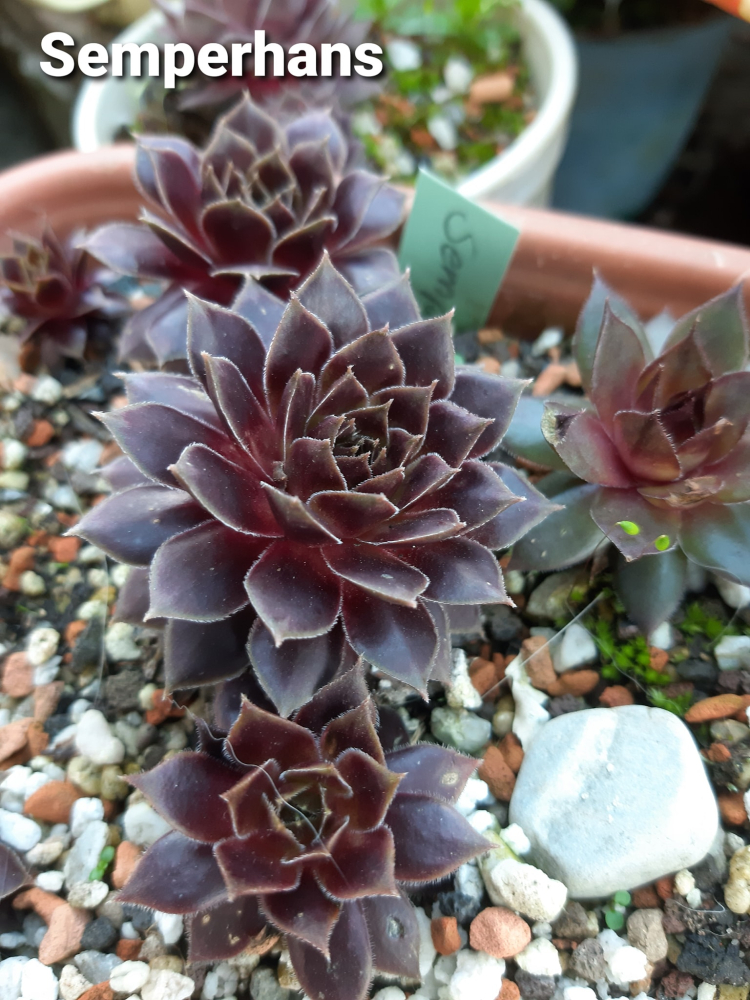 Semperhans