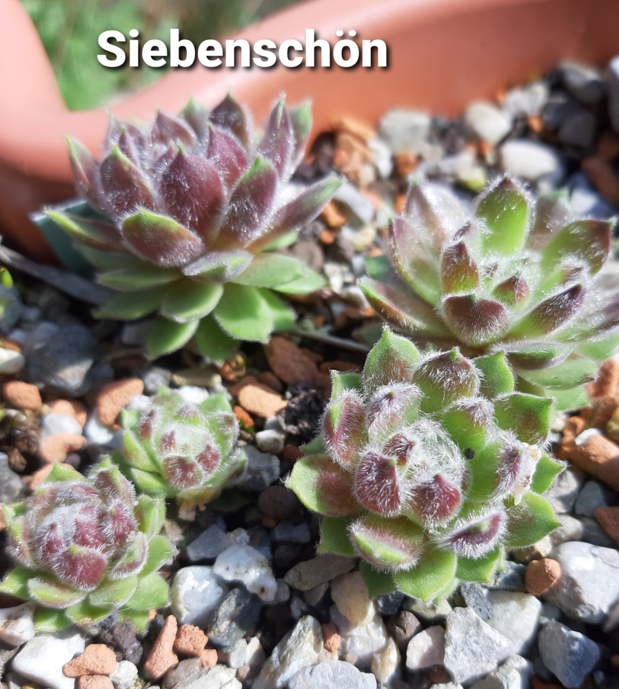 Siebenschön