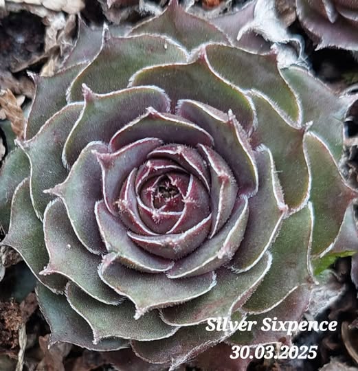 Silver Sixpence
