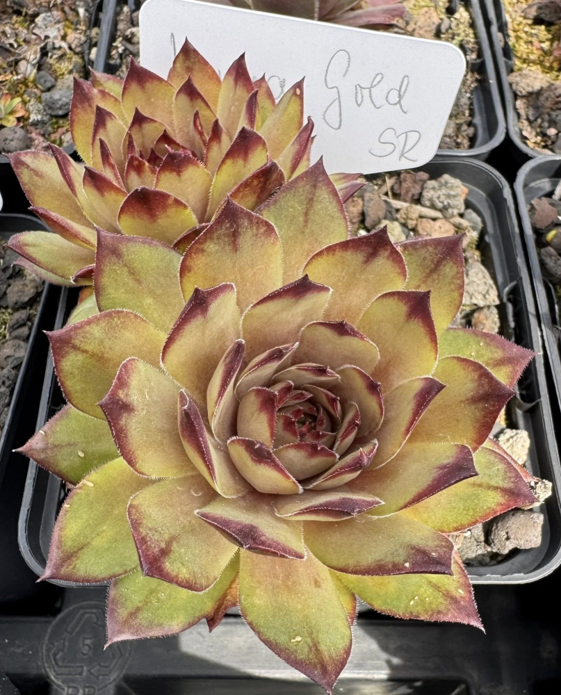 SR Kenya Gold (NNG)