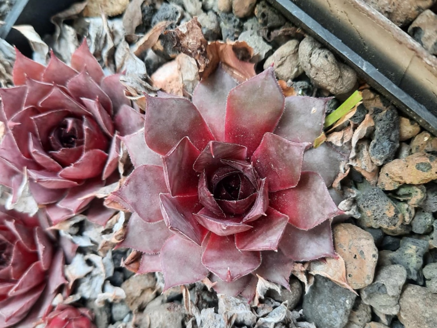 tectorum var. tectorum (triste)