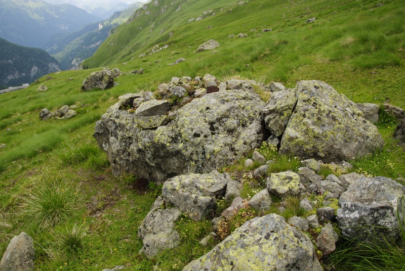 montanum ssp. montanum from Mesolina, W Abhang