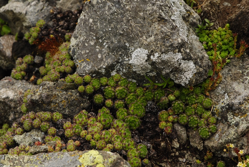montanum ssp. montanum from Mesolina, W Abhang