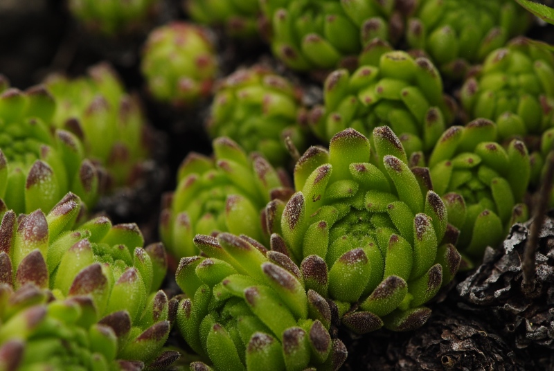 montanum ssp. montanum from Mesolina, W Abhang