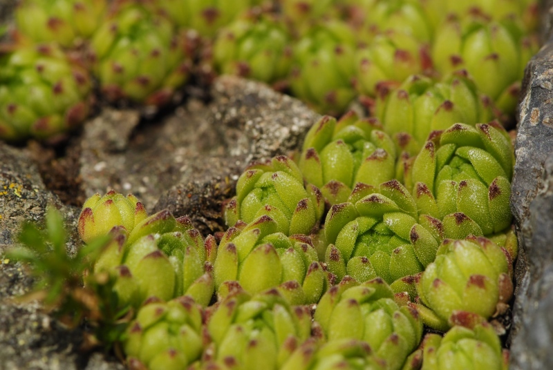 montanum ssp. montanum from Mesolina, W Abhang