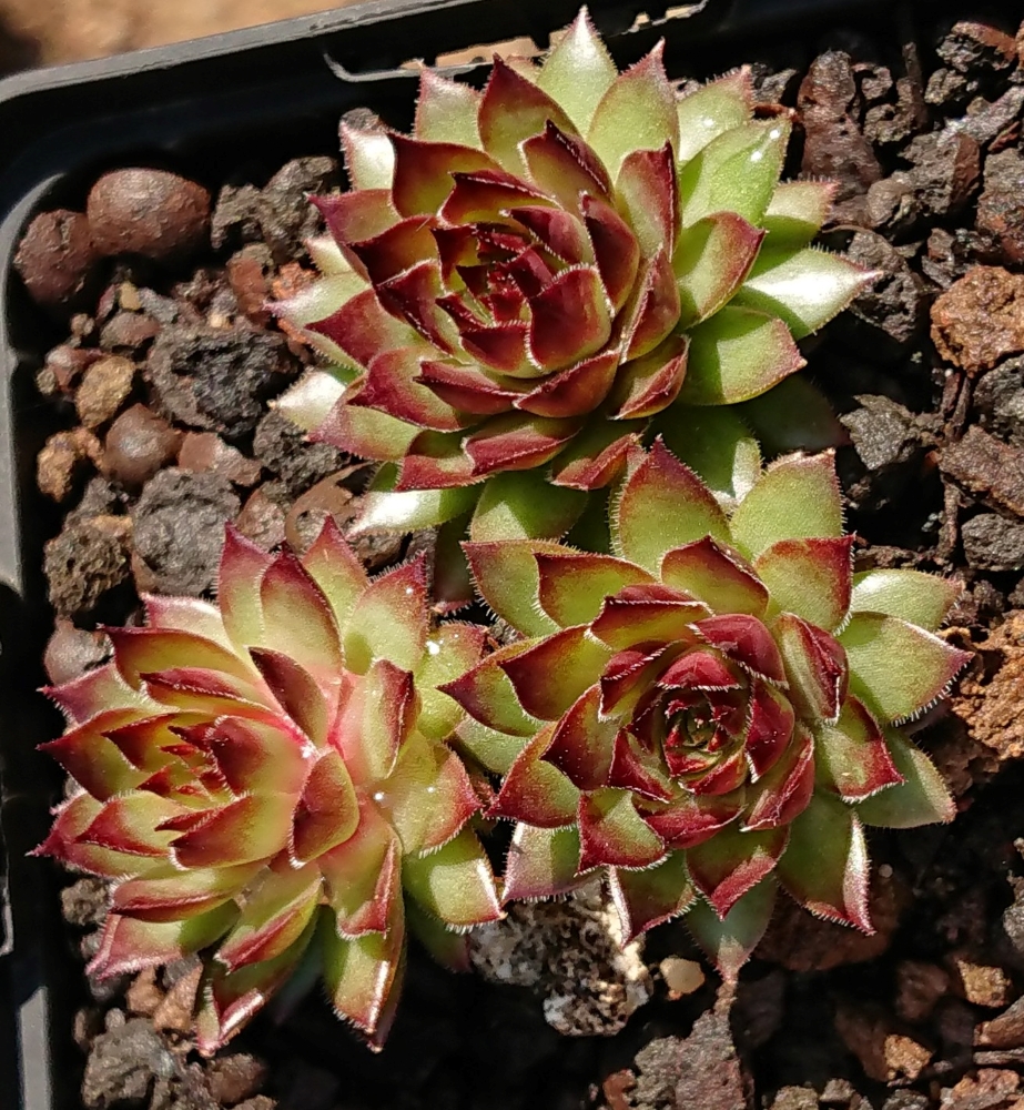 Cassiopeia II