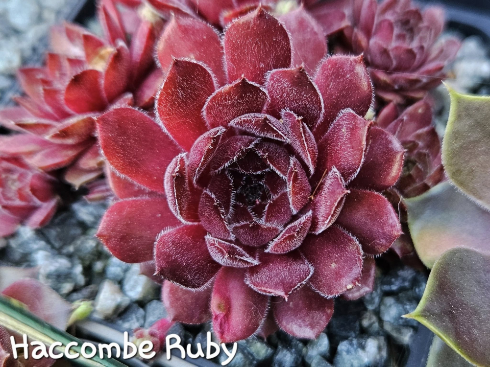 Haccombe Ruby
